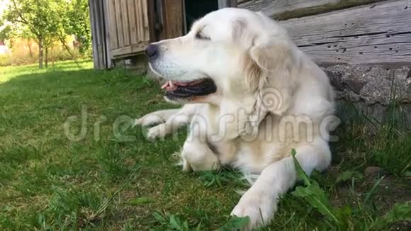 宠物的幸福生活一只金色的猎犬正在花园里休息手持射击视频的预览图