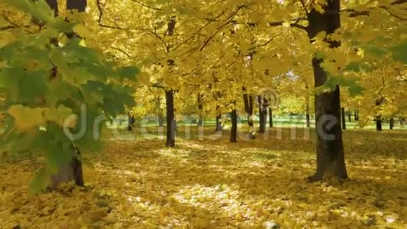 秋天公园的黄枫树和落叶阳光穿过树叶视频的预览图
