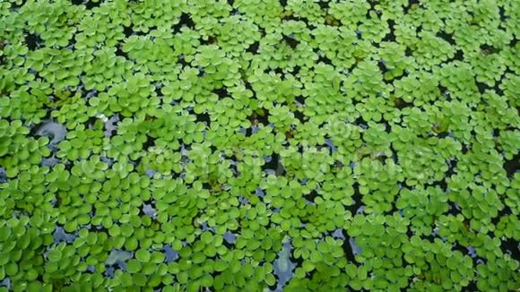 绿色水生植物自然背景视频的预览图