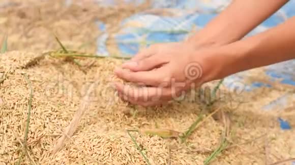 亚洲农民妇女在稻田收获时手持有机稻印度尼西亚巴厘4K慢动作视频的预览图