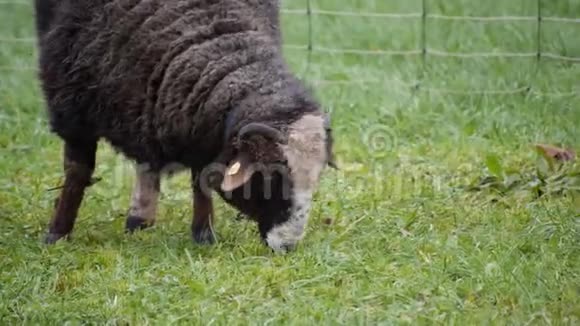 有角的黑羊在吃鲜草视频的预览图