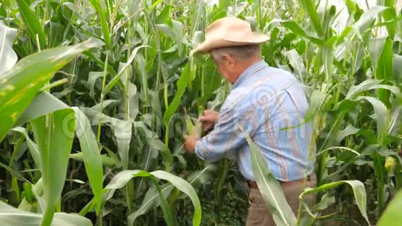一位年迈的农民从田里的叶子上拉出并清洗玉米芯视频的预览图