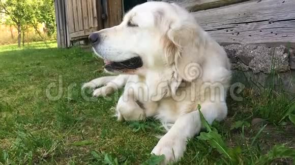 宠物的幸福生活一只金毛猎犬正在花园里休息慢动作视频的预览图