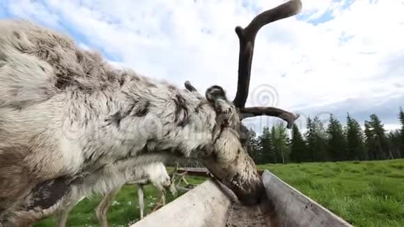 传统的木制动物饲养场视频的预览图