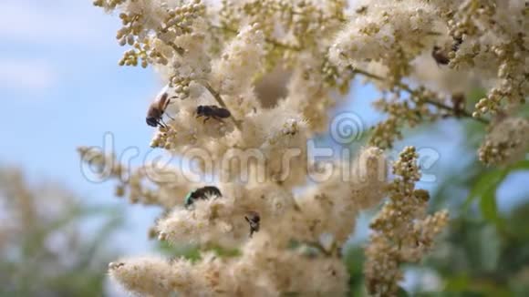 蜜蜂从花园里的花里采蜜蜜蜂在白花上飞来采集花蜜慢动作各种昆虫视频的预览图