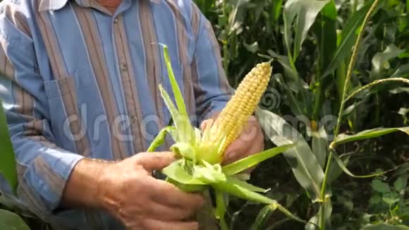 一个年长的农夫的手在田野里从树叶中剥出玉米芯视频的预览图