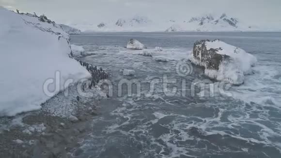 北极企鹅群漫步海岸鸟瞰视频的预览图