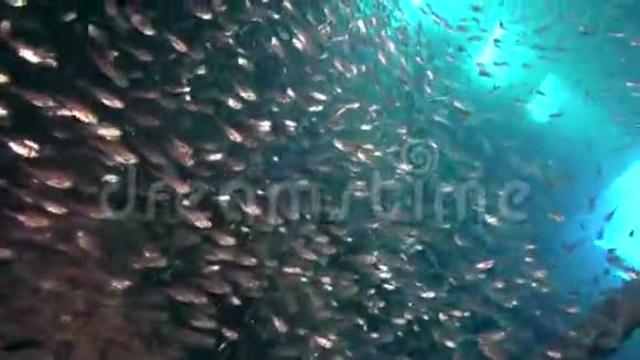 红海沉船上的玻璃鱼学校视频的预览图