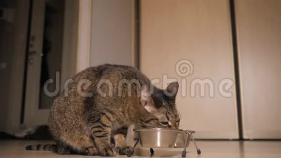 饥饿的猫在吃食物视频的预览图