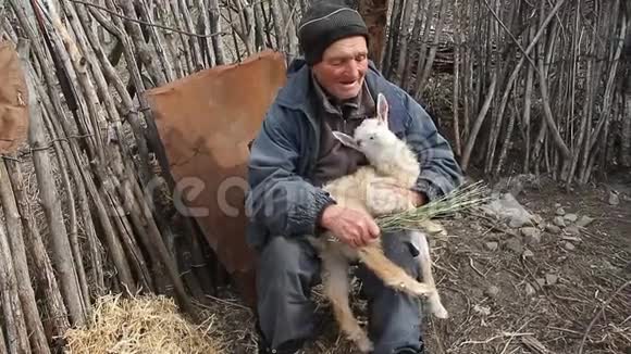 一个非常老的病人坐在凳子上手里拿着一只山羊玩耍和喂食视频的预览图