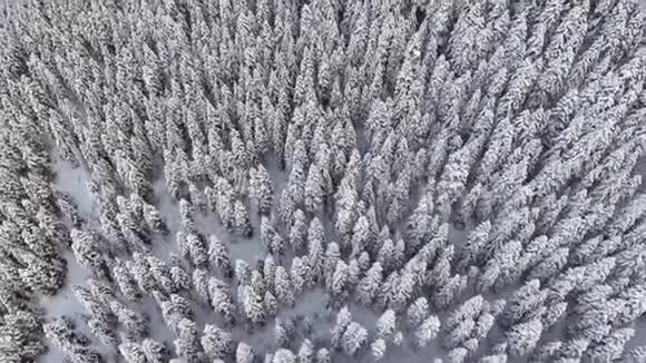 无人机飞过美丽的冬木大雪覆盖松树视频的预览图