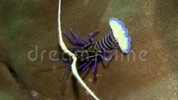 彩绘多刺龙虾RajaAmpatIndonesia视频的预览图