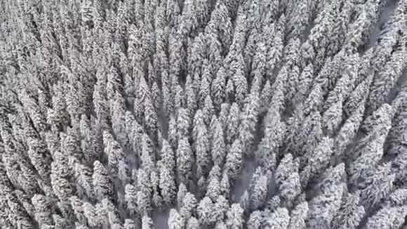 无人机飞过令人难忘的冬天森林大雪覆盖着松树视频的预览图