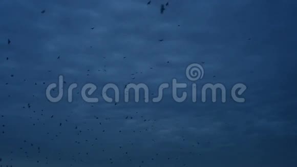 乌鸦飞翔黑色的天空视频的预览图