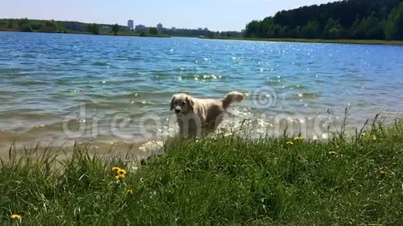 宠物的幸福生活金毛猎犬走在湖边慢动作视频的预览图