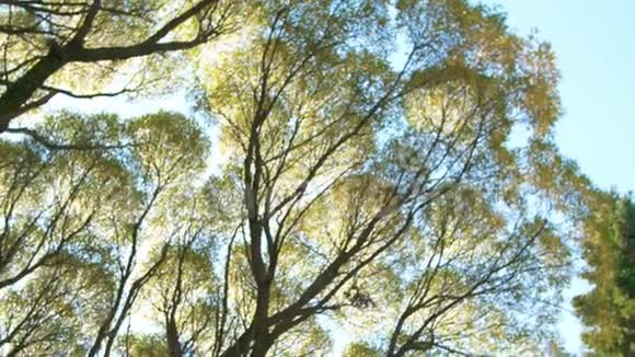 明亮的阳光透过树枝照耀从下面到树梢秋天和蓝天上有美丽的黄叶视频的预览图