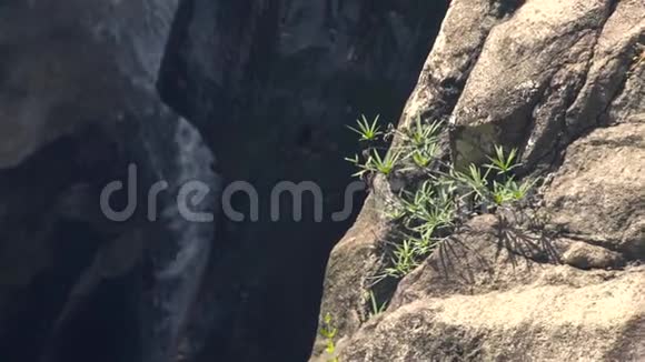 绿色植物在山林中的石头上瀑布在背景上石河和瀑布的水流视频的预览图