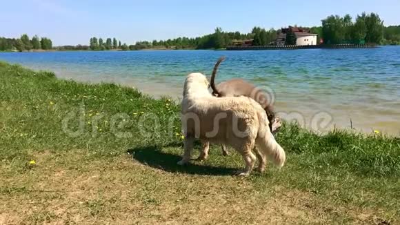 宠物的幸福生活狗在湖边嗅慢动作视频的预览图