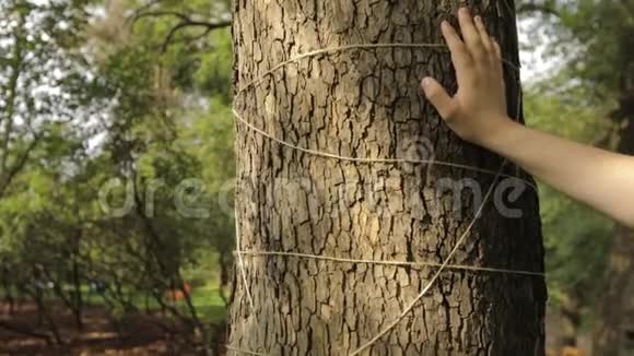 雌性和雄性的手触摸一棵用绳子装饰的枫树的树皮视频的预览图