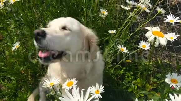 宠物的幸福生活漂亮的金毛猎犬在摄像机特写镜头中摆姿势视频的预览图