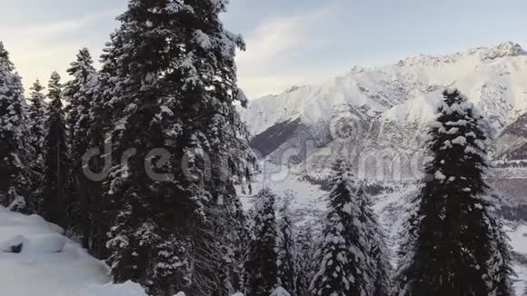 松树和美丽的山峦构成了霜林的壮丽冬季景观视频的预览图