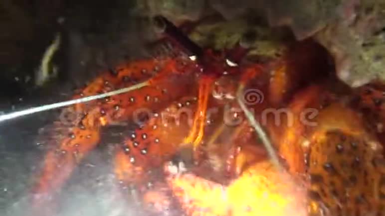 白斑寄居蟹在印尼夜间进食视频的预览图