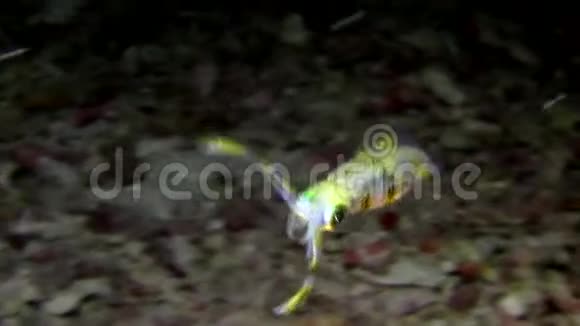 印度尼西亚伦贝海峡的大鳍暗礁鱿鱼视频的预览图