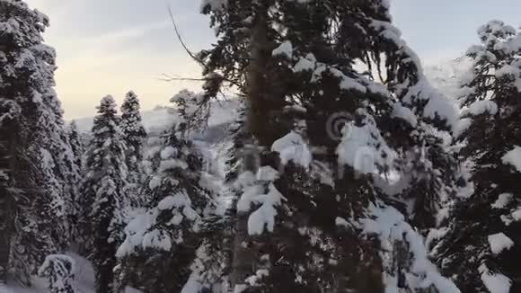 白雪覆盖的松树和奇妙的山脉令人惊叹的冬季景观视频的预览图