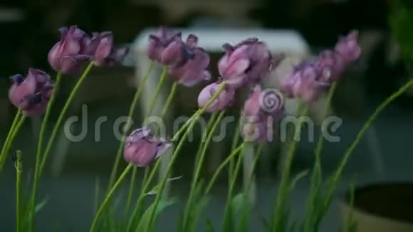 慢慢地特写紫色的郁金香在风中摆动视频的预览图