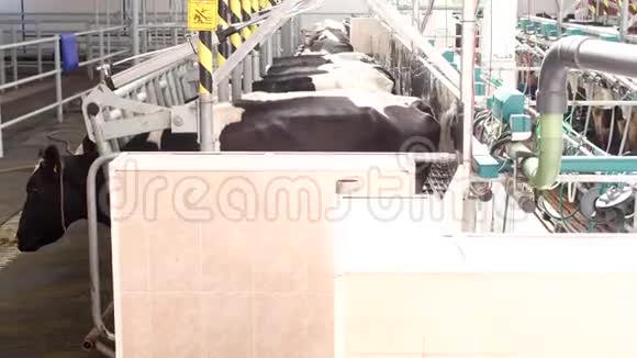 在现代设备上挤奶奶牛在摊位上挤奶准备挤奶牛奶农场工业视频的预览图