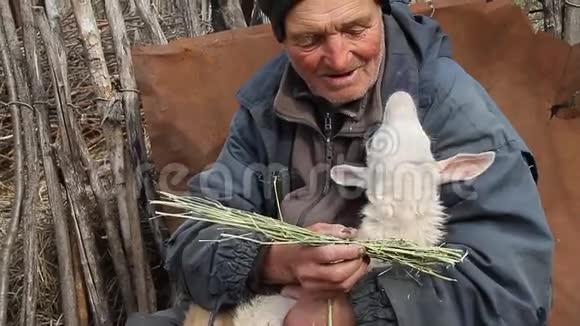 一个非常老的病人坐在凳子上手里拿着一只山羊玩耍和喂食视频的预览图