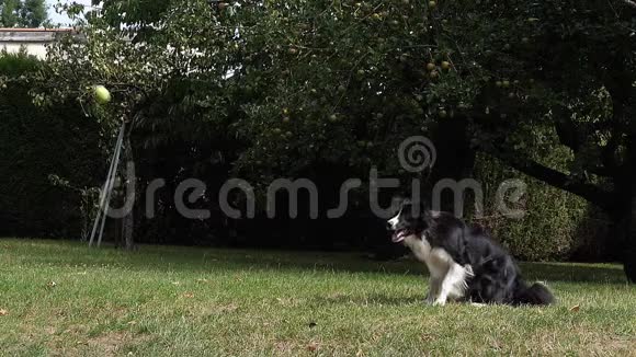边境牧羊犬在草地上行走玩球视频的预览图