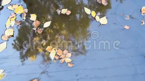 秋日阳光明媚在白桦树的游泳池里倒映着黄丝树视频的预览图