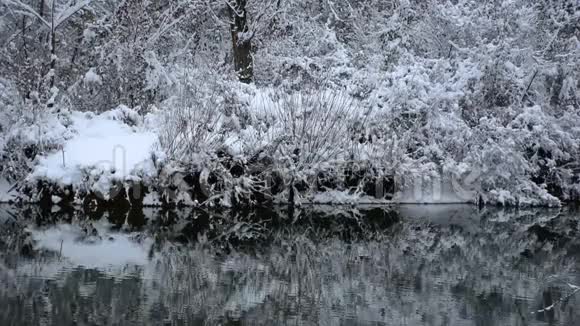 寒冷和冬日的河波在自然公园的树和树枝上飘雪视频的预览图