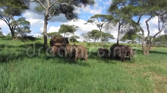 非洲小象视频的预览图