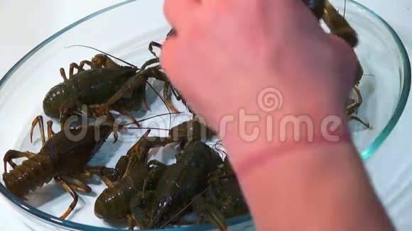抓在河里的活小龙虾在烹饪前倒入洗手池视频的预览图