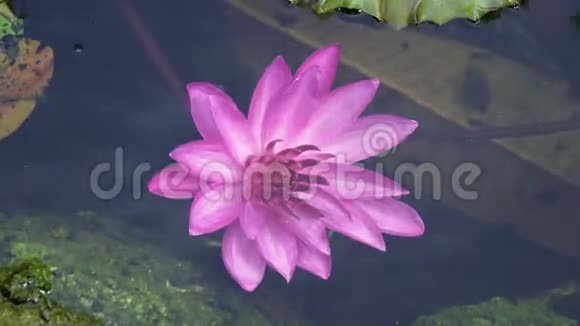 一个水库里发现了水中的粉红色莲花剪辑4k高分辨率视频的预览图