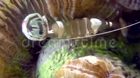 美丽的虾在印度尼西亚的一个柠檬视频的预览图