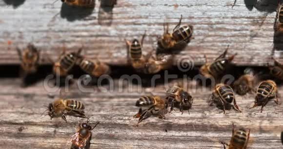 欧洲蜂蜜蜜蜂蜜蜂蜜蜂站在蜂巢入口蜜蜂在通风蜜蜂在诺曼底慢视频的预览图