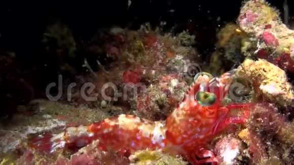 印尼绿眼舞虾视频的预览图