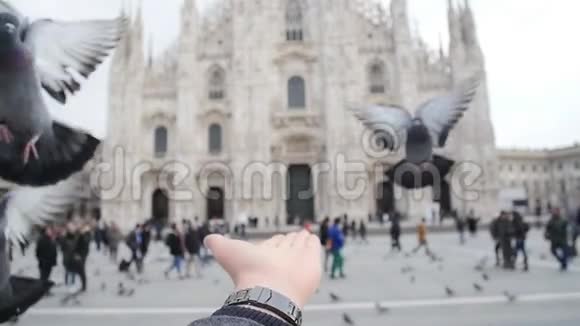 在米兰多莫的背景下鸽子用手吃东西视频的预览图