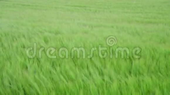 强风下田里的黑麦视频的预览图