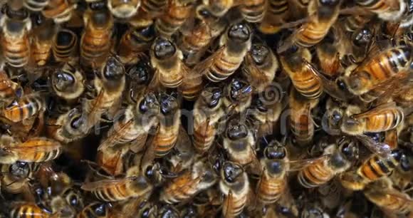 欧洲蜜蜂蜜蜂蜜蜂蜜蜂在蜂房入口放牧诺曼底蜜蜂实时4K视频的预览图