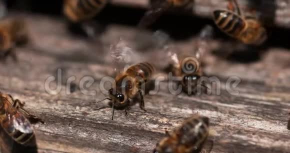 欧洲蜂蜜蜜蜂蜜蜂蜜蜂站在蜂巢入口蜜蜂在通风蜜蜂在诺曼底慢视频的预览图