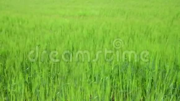 强风下田里的黑麦视频的预览图