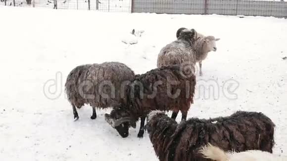 冬天的养羊场视频的预览图
