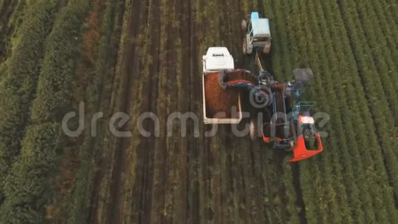 在农民的田里收获胡萝卜空中观景视频的预览图