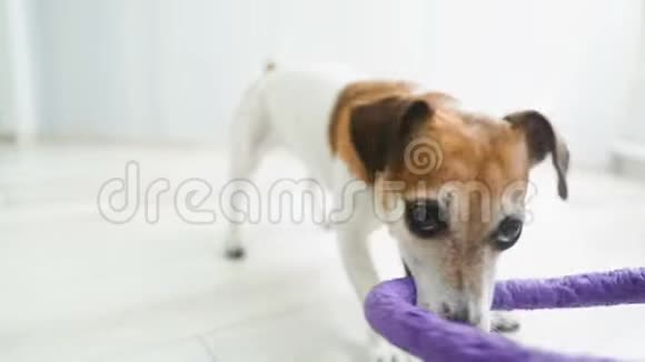 疯狂有趣的小狗在家玩拉杆玩具录像片段视频的预览图