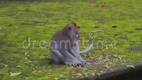 灰猴坐在苔藓的混凝土地面上收集干燥的叶子和棍子视频的预览图