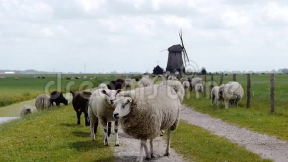 荷兰风磨与羊视频的预览图